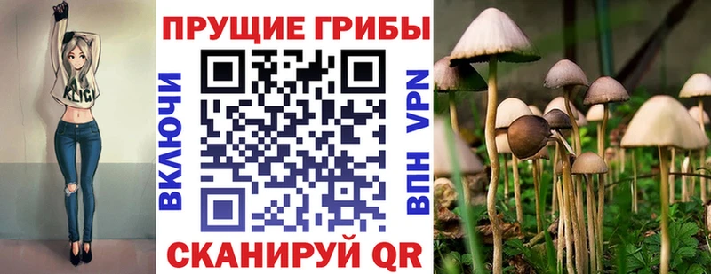 Галлюциногенные грибы Psilocybine cubensis  Купить где  Питкяранта 